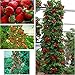 foto gigante rosso scalare fragola Semi di frutta per casa e giardino fai da te rari semi per bonsai - 10pcs / lot
