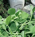Germogli di pisello di zucchero - la parte piu gustosa della pianta - Baby Leaf - semi foto / EUR 2,62