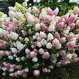 30 rari semi di ortensia bella fragola ortensie semi di fiori facile crescono piante bonsai per giardino di casa libera il trasporto foto / EUR 6,50