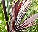 foto Portal Cool E - 8 Unzen (~ 800): Organic Seneca Red Stalker Corn Seed - Heirloom Flint Maissamen (Â¼Oz Zu 1 Lb)