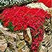 foto Soteer 100 Stück Steinkraut Blumen Samen Seltenen Gänsekresse Arabis Samen Blumenmeer Winterhart Mehrjährige Pflanzen für Haus Garten
