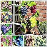 Shoopy Star Multi-Colored: 50 pezzi/bag Miniature Grape Vine Organic seeds arcobaleno semi d'uva Pianta succulenta foto / 