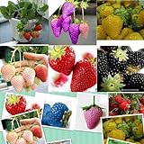 1500 semi 15 tipi di semi di fragola nero, bianco, giallo, blu, rosso, giganti, arancio, pruple, verde giardino piante da frutto foto / EUR 9,99
