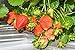foto Erdbeere Temptation Ampelerdbeere 20 Samen-große, aromatische Früchte (Strawberry Temptation)