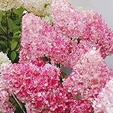 20pcs / semi Beauty Bag Fragola Ortensia fiori per il giardino domestico Seminare foto / EUR 1,33