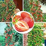 100pcs semi di fragola rampicante fragola semi di piante da frutto giardino domestico foto / EUR 1,59