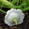 Ufo Zucchini Weiß 10 Samen foto / 2,29 €