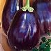 photo Eggplant Black Beauty Great Heirloom Vegetable 1,300 Seeds