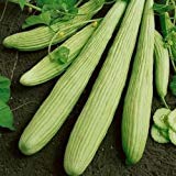 Las semillas de pepino armenio Yard largas (Cucumis melo var. Flexuosus) 30 + 120 + (Semillas) foto / 9,78 €