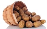 Simply Seed - Russet - Naturally Grown Seed Potatoes - 5 LBS - Ready for Springl Planting photo / $12.59 ($0.16 / Ounce)