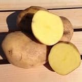 Yukon Gold Potato Seed/Tubers,Yellow-Flesh Standard. wbut2023 (5 Lb) photo / $14.00 ($0.18 / Ounce)