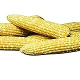 Sweet Corn Honey 'N Pearl F1 - Insect Guard Treated Vegetable Seeds - 1,000 Seeds photo / $15.99