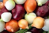 Multicolor Onion Seed Mx for Planting About 200 Seeds photo / $7.55