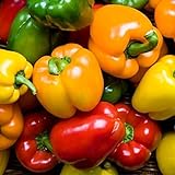 Rainbow Blend Sweet Bell Pepper Seeds, 50+ Premium Heirloom Seeds,So Much Fun!! A Must Have for Your Home Garden! (Isla's Garden Seeds), Non GMO, 85-90% Germination Rates, Seeds photo / $7.95 ($0.16 / count)