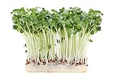 500 g Rettich Samen Bio Keimsaat “Daikon” für Sprossen Microgreens Vegan Rohkost foto / 11,99 € (23,98 € / kg)