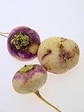 Magic Garden Seeds Herbstrüben 'Runde, Weiße, Rotköpfige' (Brassica rapa SSP. rapa) 500 Samen Mairübe foto / 3,25 €