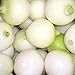 photo 500 CRYSTAL WHITE WAX PEARL ONION Allium Cepa Vegetable Seeds