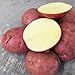 foto 200 Stück Kartoffelsamen Schnell wachsende hoch ertragreiche rote hoch ertragreiche Gemüsesamen für den Garten - Kartoffelsamen