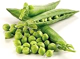 Non-GMO, Pea Seeds, 130 Seeds, Bend and Snap Pea photo / $5.05