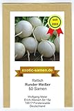 Rettich - Runder Weißer (50 Samen) foto / 1,80 €