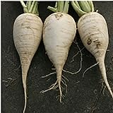 German Beer Radishes Seeds (20+ Seeds) | Non GMO | Vegetable Fruit Herb Flower Seeds for Planting | Home Garden Greenhouse Pack photo / $3.69 ($0.18 / Count)