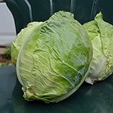 Danish Ballhead Cabbage - 100 Seeds - Heirloom & Open-Pollinated Variety, Non-GMO Vegetable Seeds for Planting Outdoors in The Home Garden, Thresh Seed Company photo / $7.99