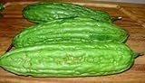 Chinese Bitter Melon Green Skin Seeds (Foo GWA) by Stonysoil Seed Company photo / $8.75