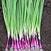 photo Scallion “Red Beard” – Bunching Onion Type - Resilient Green Onion Variety | Heirlooms Seeds by Liliana's Garden |