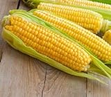Sweet Corn Seeds for Planting - Kandy Korn Sweet Corn Seed- 300 Count photo / $14.98 ($0.05 / Count)
