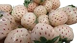 Winterharte Ananas-Erdbeere 20++ Samen **Super Süß** foto / 1,49 €