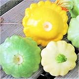 TomorrowSeeds - 3 Colors Mix Patty Pan Squash Seeds - 20+ Count Packet - Yellow, Green Tint, White Bush Scallop Summer Patisson Scallopini photo / $3.80 ($0.19 / Count)