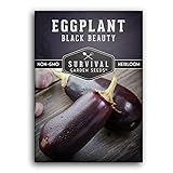 Survival Garden Seeds - Black Beauty Eggplant Seed for Planting - Packet with Instructions to Plant and Grow Bell-Shaped Dark Purple Eggplant in Your Home Vegetable Garden - Non-GMO Heirloom Variety photo / $4.99