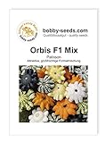 Orbis F1 Kürbissamen von Bobby-Seeds, Portion foto / 2,75 €