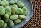Broad Windsor Pole Fava Bean Seeds - Non-GMO photo / $5.99 ($5.45 / Ounce)