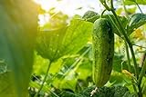 Spacemaster 80 Cucumber Seeds - 50 Seeds Non-GMO photo / $1.29