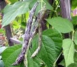 Heirloom Rattlesnake Pole Bean Seeds by Stonysoil Seed Company photo / $4.10