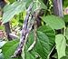 photo Heirloom Rattlesnake Pole Bean Seeds by Stonysoil Seed Company