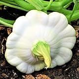 TomorrowSeeds - Early White Patty Pan Seeds - 20+ Count Packet - Bush Scallop Summer Squash Patisson Custard Scallopini Vegetable Seed for photo / $3.80 ($0.19 / Count)