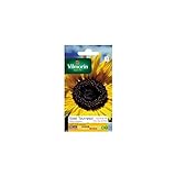Vilmorin - Paquete semillas Sol girasol flor gigante foto / 5,90 €