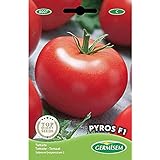 Germisem Pyros F1 Semillas de Tomate 0.1 g, EC8007 foto / 3,68 €