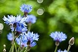 Sweet Yards Seed Co. Blue Cornflower Seeds – Bachelor Buttons – Extra Large Packet – Over 5,000 Open Pollinated Non-GMO Wildflower Seeds – Centaurea cyanus photo / $7.97
