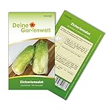 Zichoriensalat Zuckerhut Samen - Cichorium intybus - Salatsamen - Gemüsesamen - Saatgut für 150 Pflanzen foto / 1,99 € (0,01 € / stück)