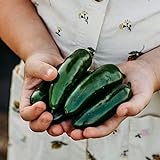 Nadapeno Jalapeno Pepper - 25 Seeds - Heirloom & Open-Pollinated Variety, Non-GMO Vegetable Seeds for Planting in The Home Garden, Thresh Seed Company photo / $7.99