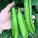photo 20 Pcs Non-GMO Winged Bean Seeds Psophocarpus Tetragonolobus Natural Green Seeds,for Growing Seeds in The Garden or Home Vegetable Garden