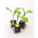 Gemüsepflanzen - Kohlrabi/Weisser - Brassica oleracea var. gongylodes - 12 Pflanzen foto / 5,90 € (0,49 € / Stück)