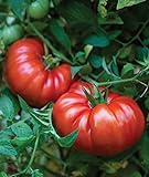 Burpee Steakhouse Hybrid 25 Non-GMO Large Beefsteak Garden Produces Giant 3 LB Fresh Tomatoes | Vegetable Seeds for Planting photo / $8.06 ($0.32 / Count)