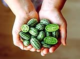 Mouse Melon Seeds | 20 Seeds | Grow This Exotic and Rare Garden Fruit | Cucamelon Seeds, Tiny Fruit to Grow photo / $6.96 ($0.35 / Count)
