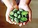 photo Mouse Melon Seeds | 20 Seeds | Grow This Exotic and Rare Garden Fruit | Cucamelon Seeds, Tiny Fruit to Grow