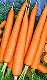 1200 Tendersweet Carrot Seeds | Non-GMO | Fresh Garden Seeds photo / $6.95 ($0.01 / Count)
