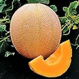 Seed Kingdom Cantaloupe Hales Best Jumbo Melon Heirloom Vegetable 3,000 Seeds photo / $12.45